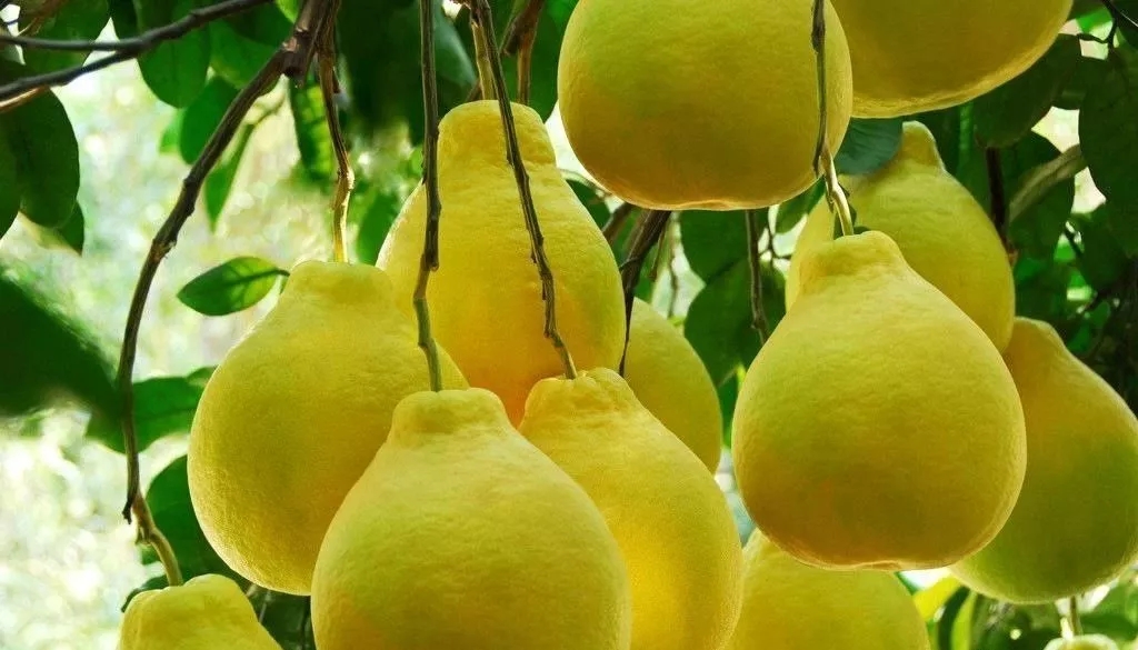 专业化管理果园