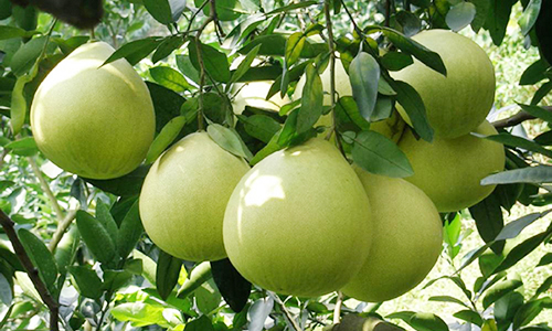 梅州市绿野原生态绿色农业发展有限公司 梅州市绿野原生态绿色农业发展有限公司