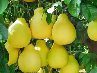 蜜柚跟沙田柚有什么区别 蜜柚跟沙田柚有什么区别